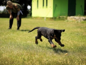 szkolenie dla psów przedszkole psie warszawa (Mały) (1)